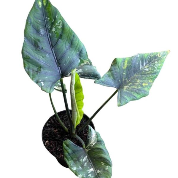 Alocasia Bisma Variegated