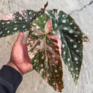 Begonia Maculata Variegated