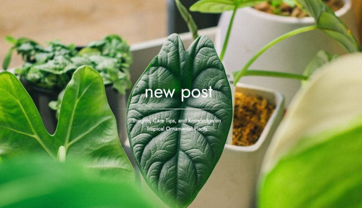 Favorite-Araceae-Plants-Among-International-Collectors