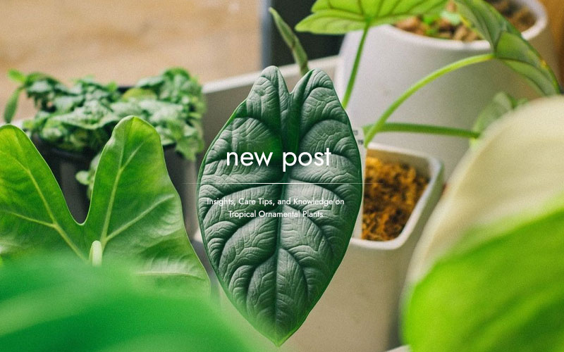 Favorite-Araceae-Plants-Among-International-Collectors