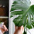 Tips-for-Caring-for-Monstera-to-Keep-Its-Leaves-Healthy