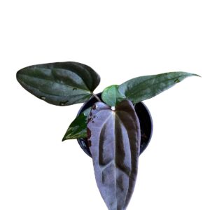 Anthurium (DHS x RVC) x RVDP VARIEGATED