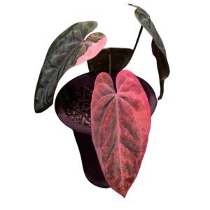 Anthurium Papillaminum Variegated x RVDP