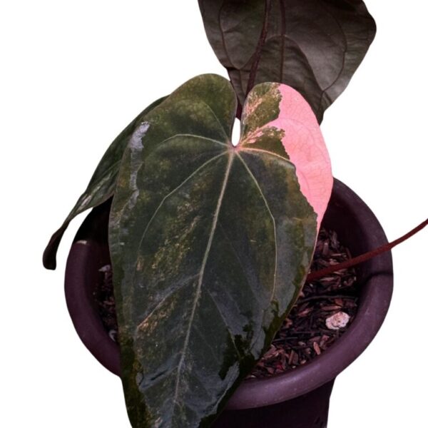 Anthurium Papillaminum Variegated x RVDP
