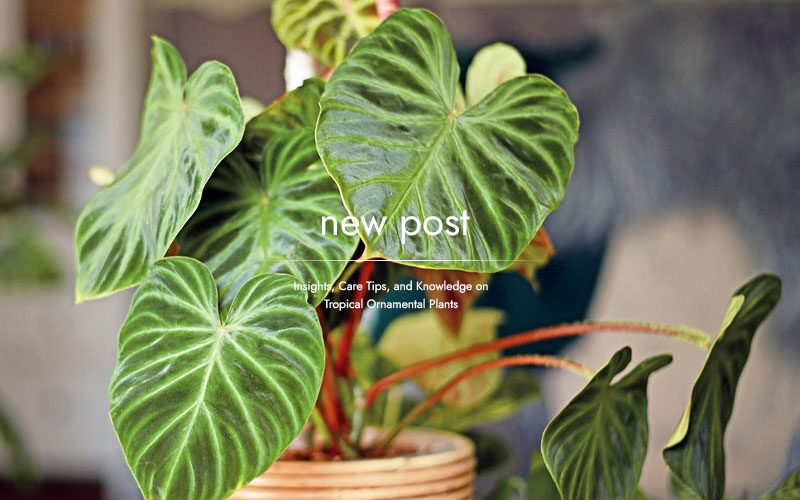 Why-Indonesian-Tropical-Ornamental-Plants-Are-Captivating-the-Global-Market