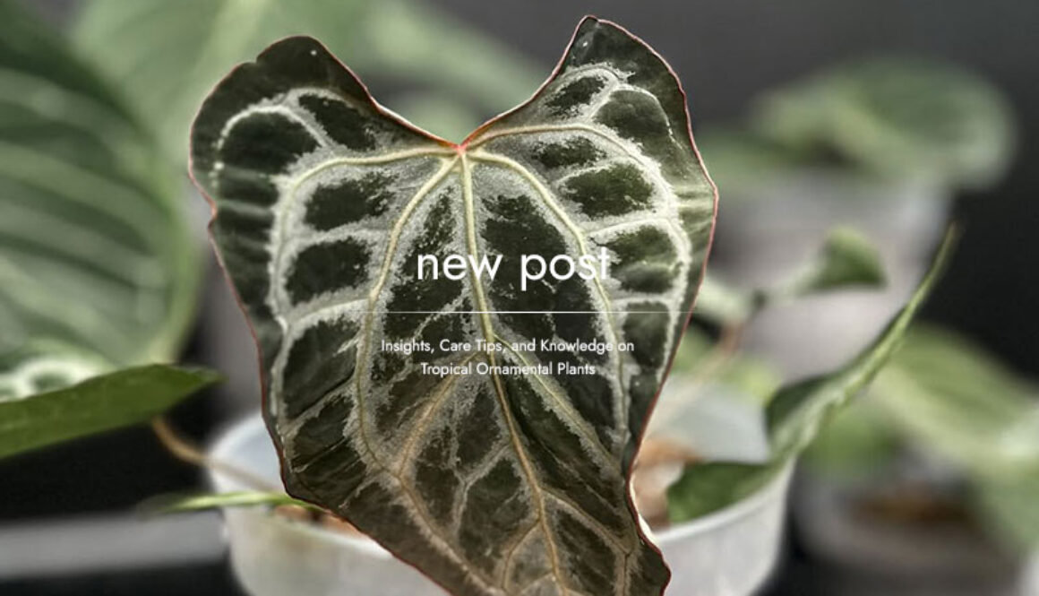 Your-Trusted-Ornamental-Plant-Export-Hub-from-Indonesia