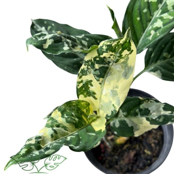 Aglonema Pictum Bicolor Variegated