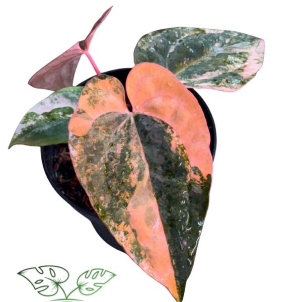 Anthurium Black Venom x Rvdp