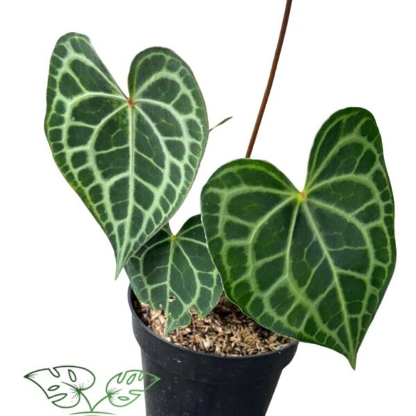 Anthurium Queen Clarinervium