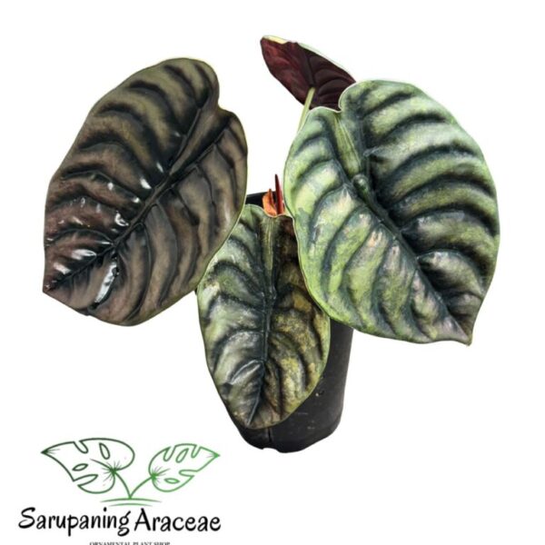 Alocasia Cuprea Gold Motherplant