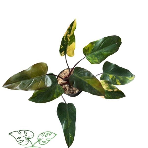 Philodendron Dark Lord