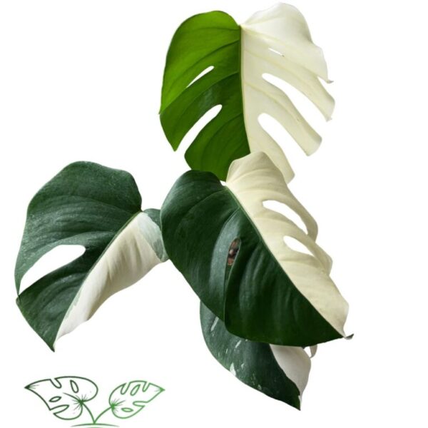 Monstera Albo Half Moon Variegated