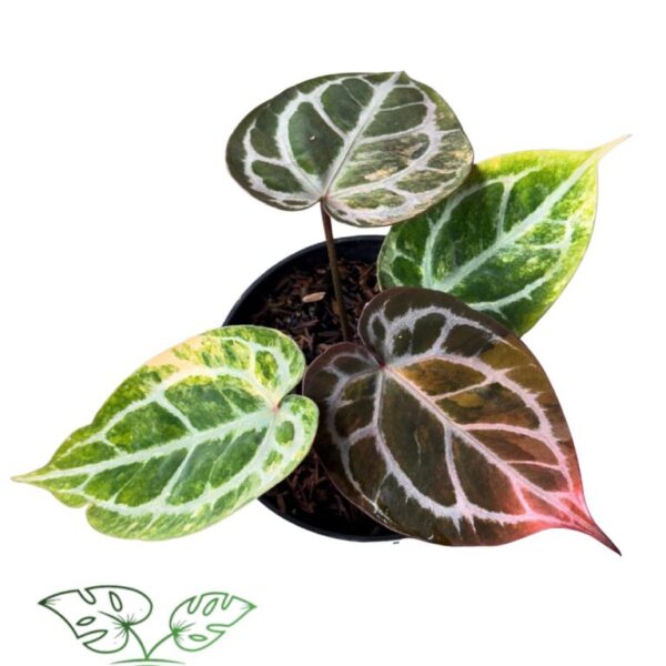 Anthurium King Of Spades x Red Crystalinum Variegated