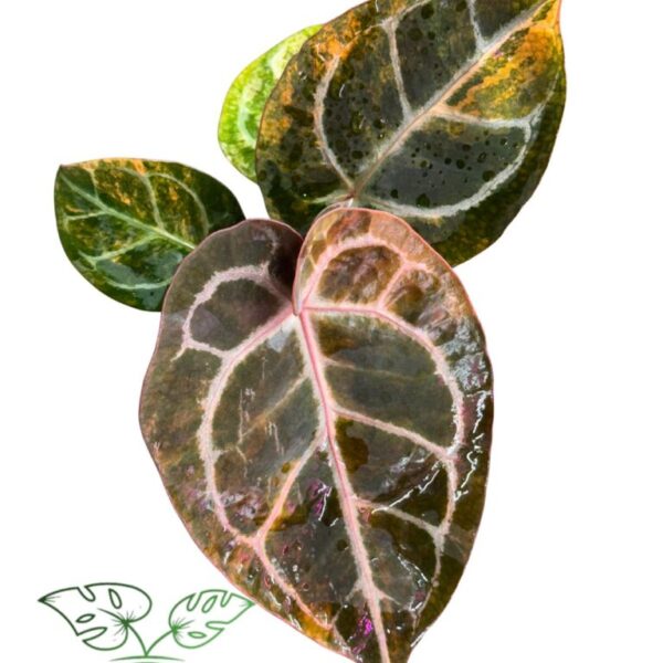 Anthurium Megatron x Michelle