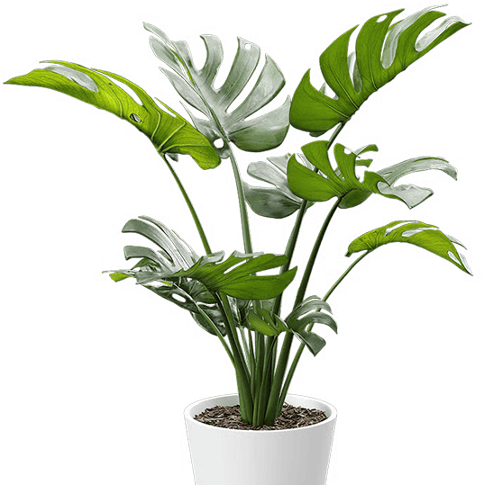 monstera