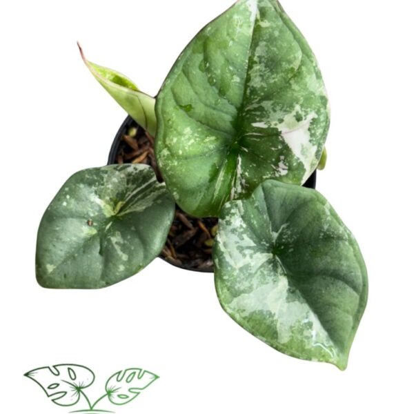 Alocasia Nebula Pink Variegated