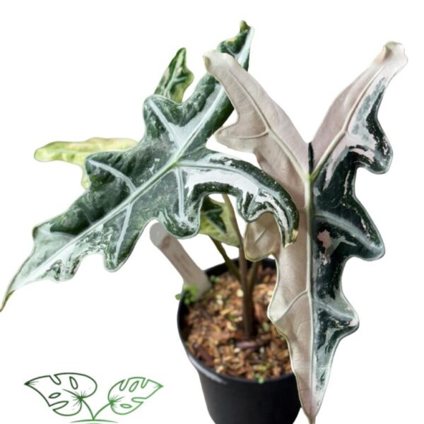 Alocasia Nobilis Pink Variegated