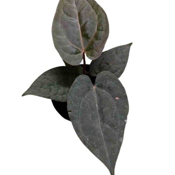 Anthurium Night Queen x Red Crystallinum