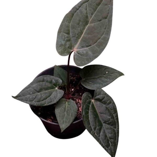 Anthurium Night Queen x Red Crystallinum