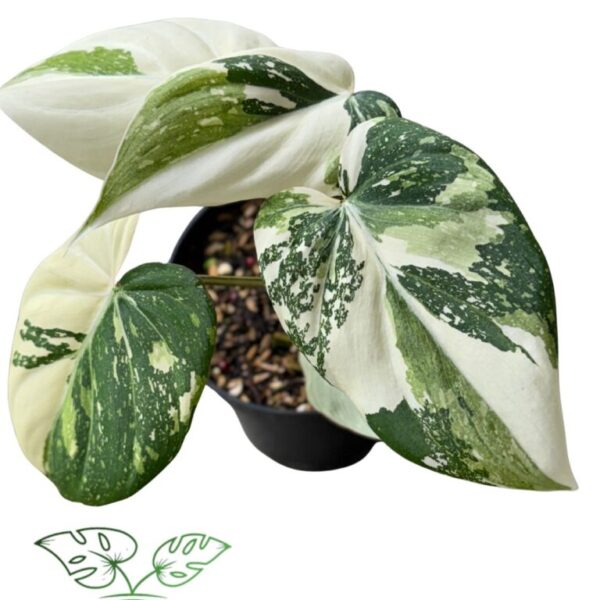 Philodendron Gloriosum Tricolor Variegated