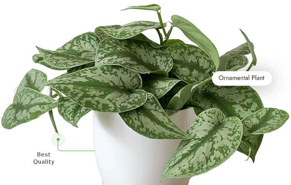 profil-Sarupaning-Araceae