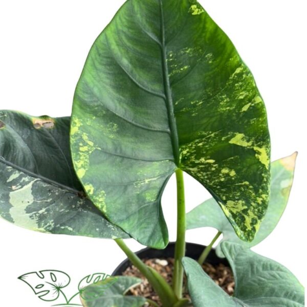 Alocasia Reginae Albo Variegated
